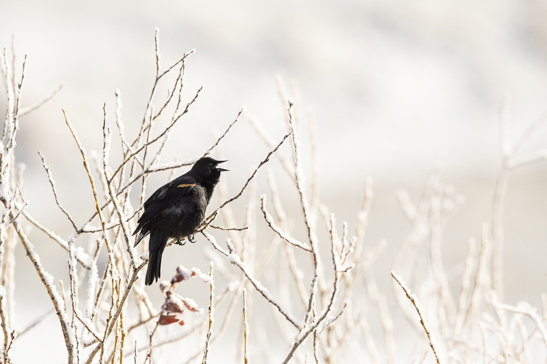 Red-winged_blackbird_EP_2021_1